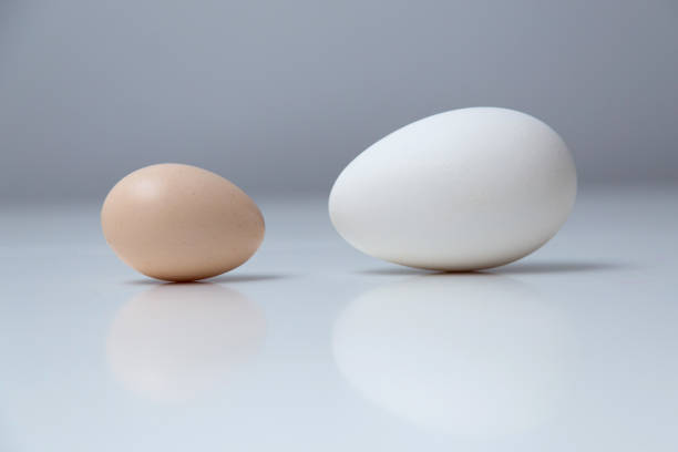 istock Eggs of different size and colour, from different birds. 951136546