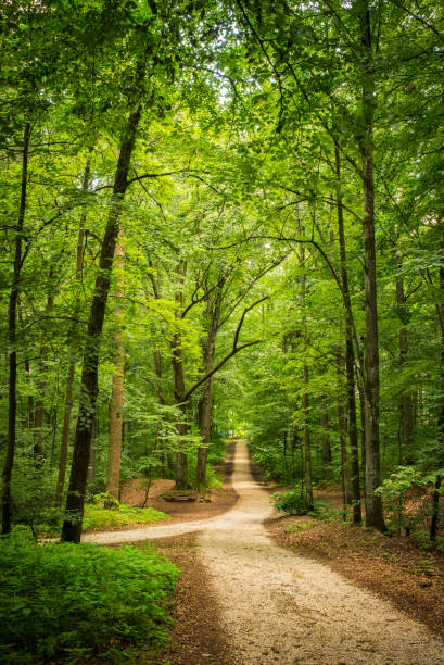 istock Green forest with idyllic walkway through the trees 951136582