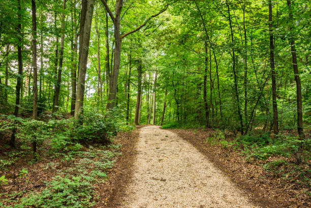 istock Path in green tree area with lush green leaves on trees 951137034