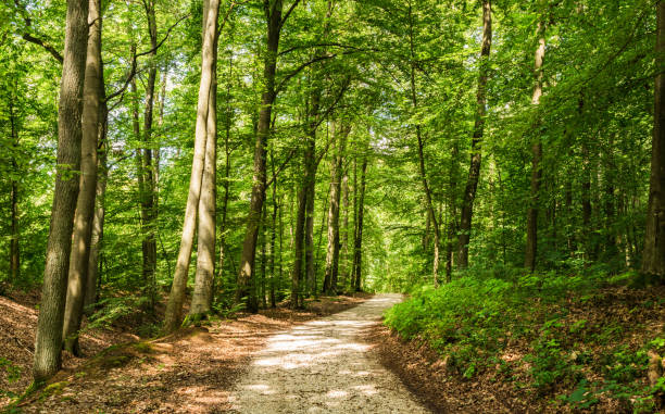 istock Summer forest path with beautiful sunlight shines through the green trees 951137742