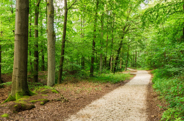istock Idyllic walkway in green woodland with deciduous trees 951137954