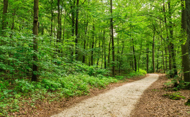 istock Pathway in woodland along green deciduous trees with lush foliage 951140106