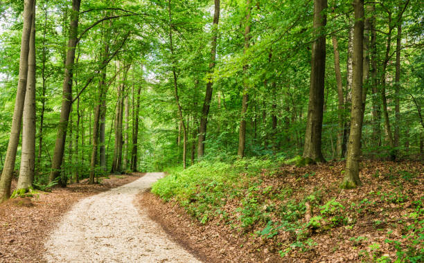istock Idyllic path in green wood with deciduous trees 951142280