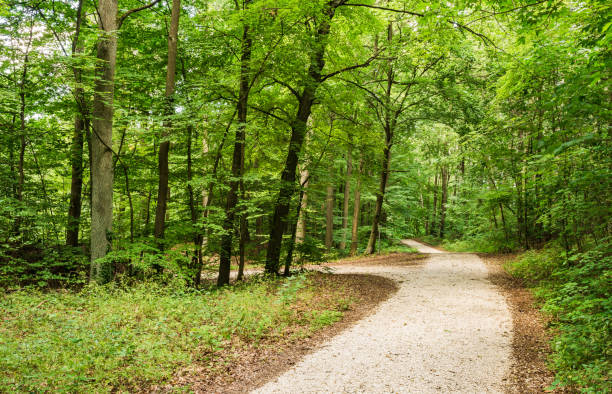 istock Walkway in forest with lush green trees 951142554