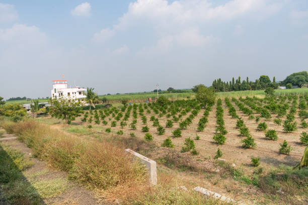 Tree plantation uniformly near farmhouse looking awesome with sugar cane farming. stock photo