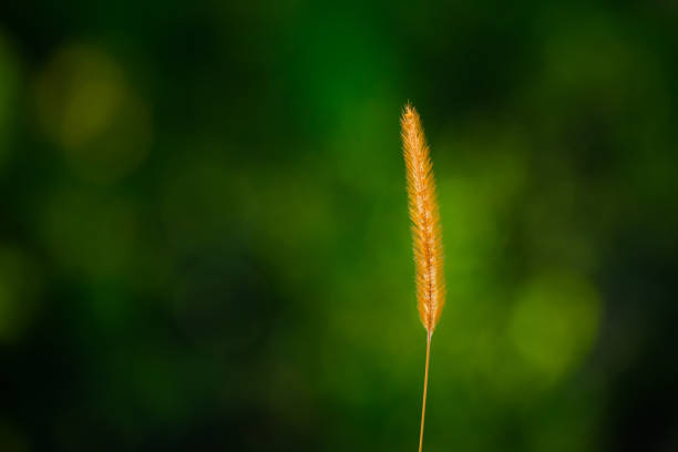 Yellow malt or wheat with beautiful nature green background