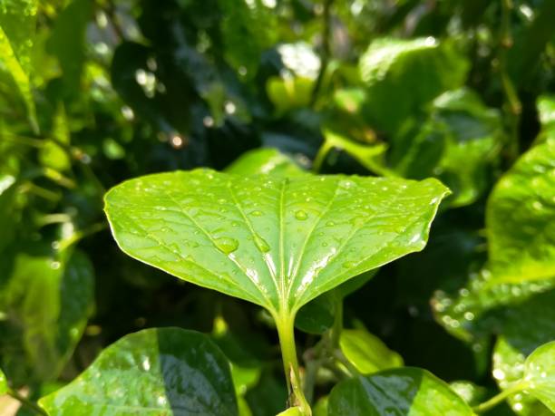 istock Green Wild Betel Leaf texture with water drop 951154118