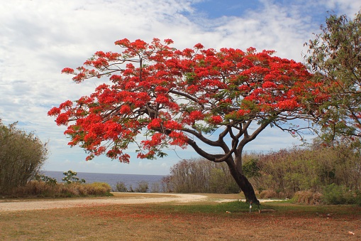 Blooming flame tree by the roadside near the sea