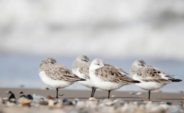 Photo of Sanderling (Calidris alba) resting