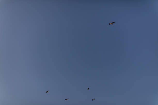 Seagulls flying towards the ocean at sunset.