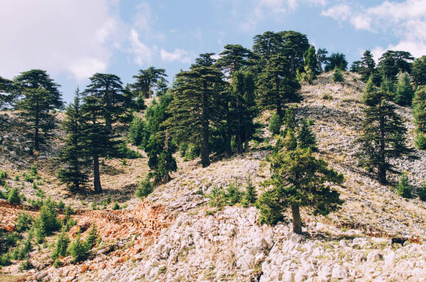 istock Lebanese Cedar tree forest at mountain in Turkey 951159834