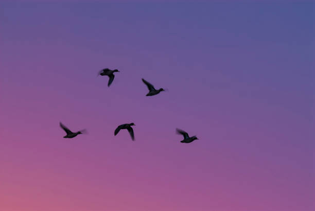 istock Ducks at sunset, Patagonia , Argentina 951164426
