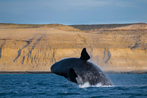 istock Whale in Patagonia 951168352