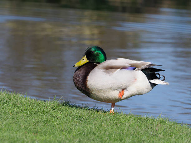 istock Mallard, Anas platyrhynchos 951168570