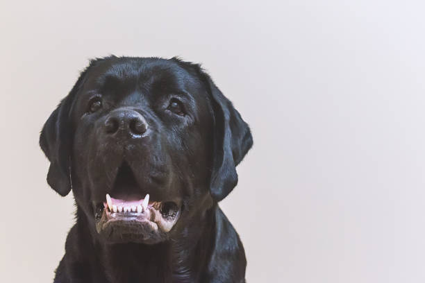 istock Portrait of young black labrador 951168970