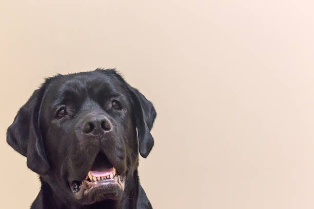 istock Portrait of young black labrador 951169098