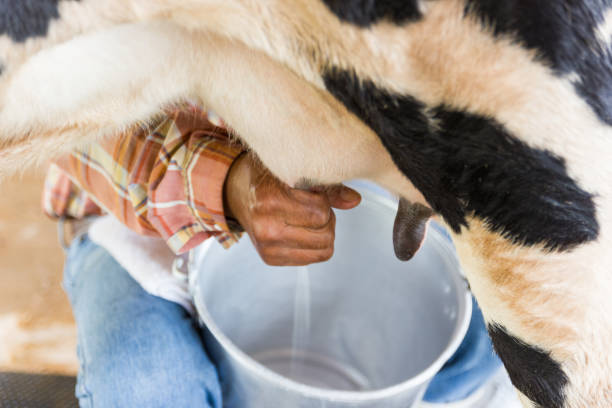 istock man hand milking a cow by hand 951169270