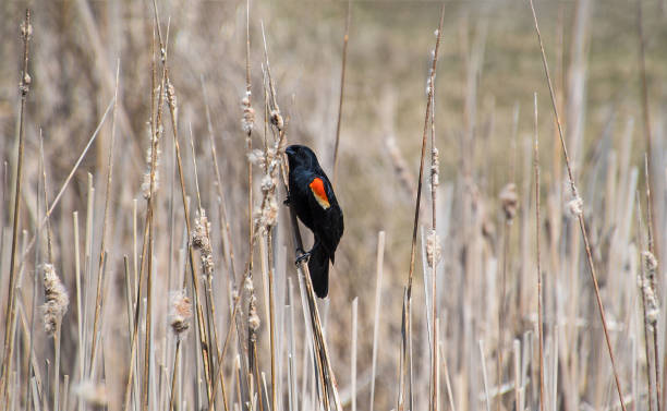 istock red winged blackbird on dry grass 951169338