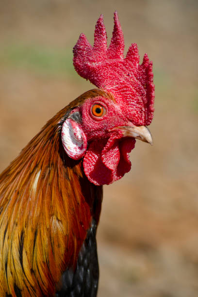 istock brown rooster with prominent red comb 951172558