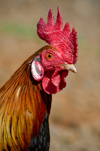 Portrait of brown rooster with prominent red comb.