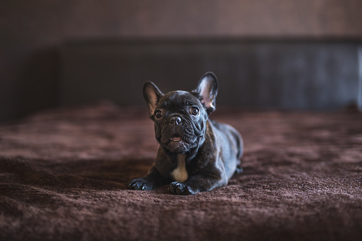 Cute French bulldog puppy lying on the bed.