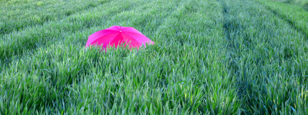 istock red umbrella on a wheat field 951176466