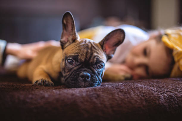 母と娘の子犬が付いているベッドで横になっています。 - child house dog bed ストックフォトと画像
