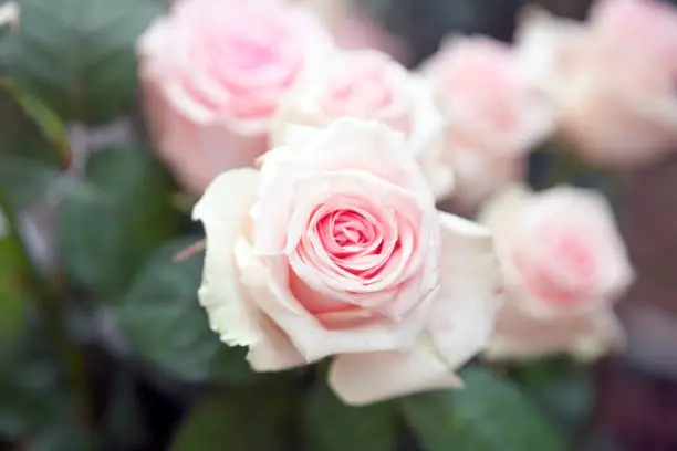 Pink Rose-Flower