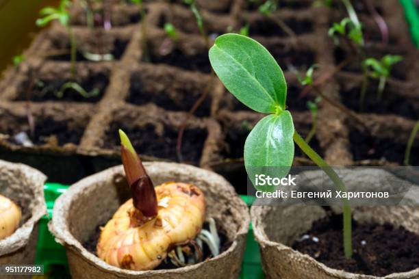 Seedling Of A Dicot Plant And Germinating Bulb Of A Gladiolus In A Peat Pots On A Windowsill Stock Photo - Download Image Now