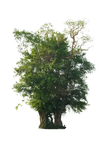 Tropical Tree on a pure white background