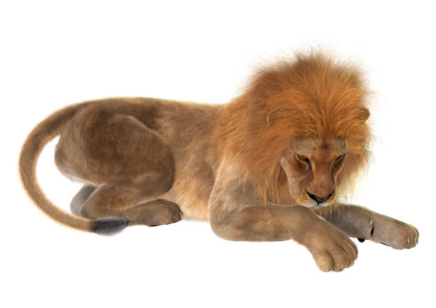 istock 3D illustration male lion on white 951181100