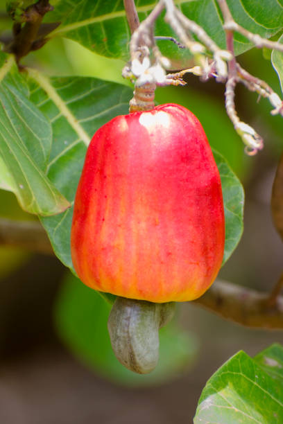 istock cashew, Anacardium occidentale, fruit and seed 951187690