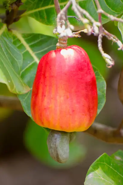 Close up of cashew, Anacardium occidentale, apple (fruit) and seed (nut) growing on tree. Both are used for food.