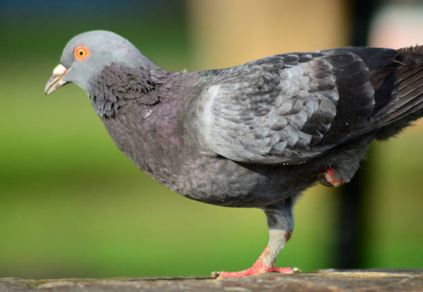 istock pigeon surviving with one leg 951188262