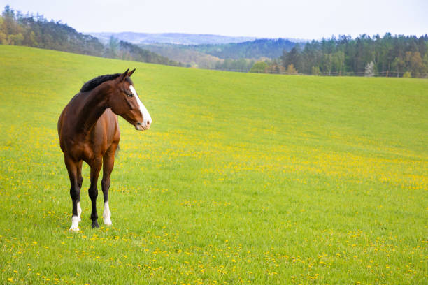 inländische pferd auf einem feld - horse brown animal farm stock-fotos und bilder