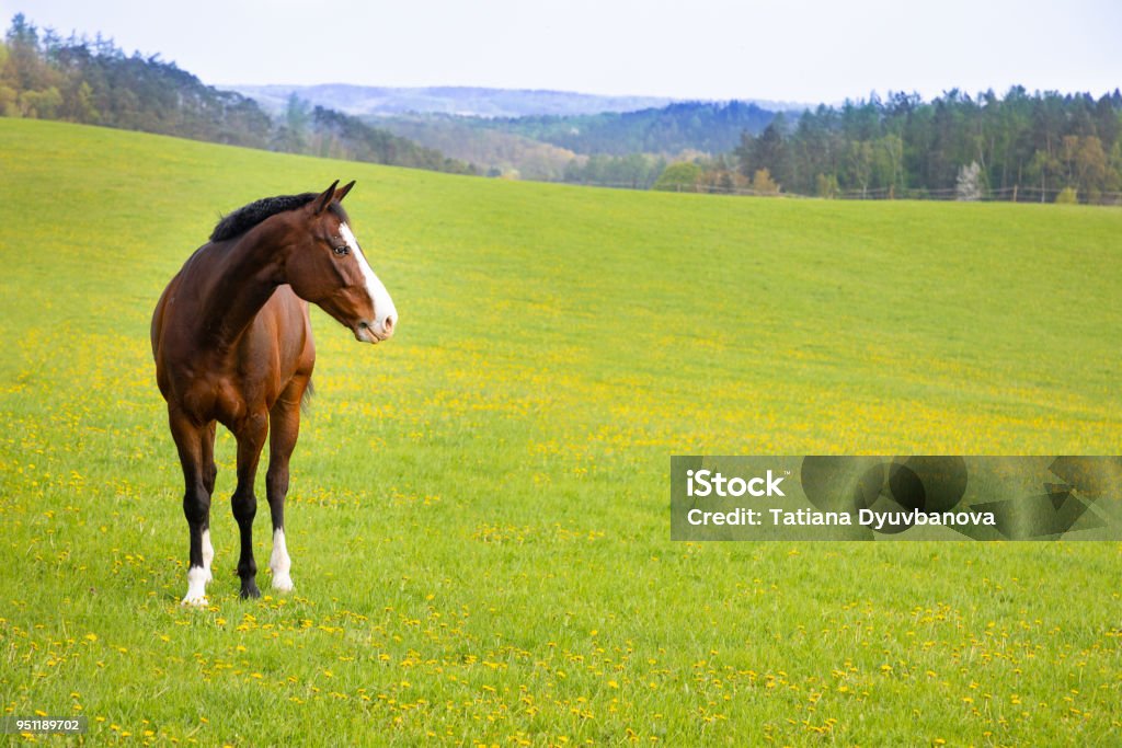 Domestic horse on a field Domestic horse on a field, Czech republic Horse Stock Photo