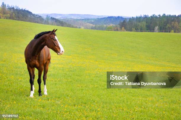 Domestic Horse On A Field Stock Photo - Download Image Now - Horse, Agricultural Field, Summer