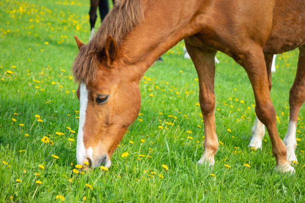 Horse eat spring grass in a field, Czech republic