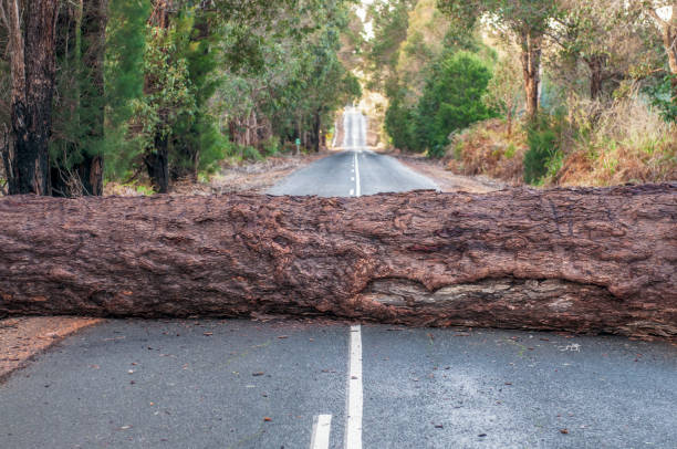 Problem - Fallen tree blocking the road ahead A large tree trunk, fallen during a storm, blocking a country road. fallen tree photos stock pictures, royalty-free photos & images