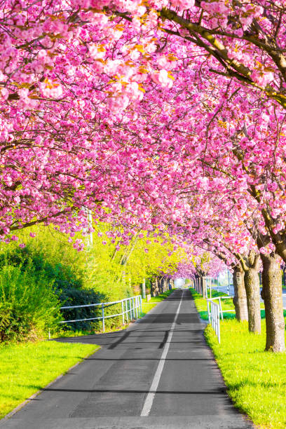 istock Cherry Blossom - Sakura and bike path 951193682