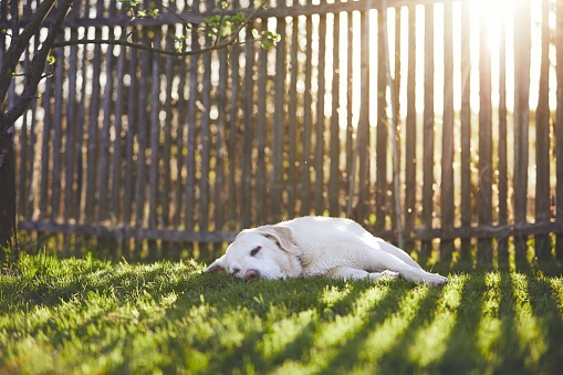 Dog on the garden at the sunset. Old labrador retriever sleeping on the grass against wooden fence.
