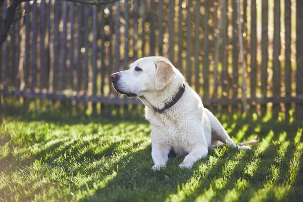 istock Dog on the garden at the sunset 951199280