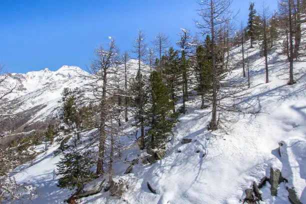 Pine Trees in snow-covered Swiss Mountains in Saas-Fee