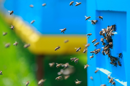 Honey bees swarm in the hive. Yellow and blue beehives. The conceptual theme is food production and agricultural production.