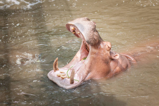 istock Hippopotamus (Hippopotamus Amphibius) bathing in waterhole 951200038