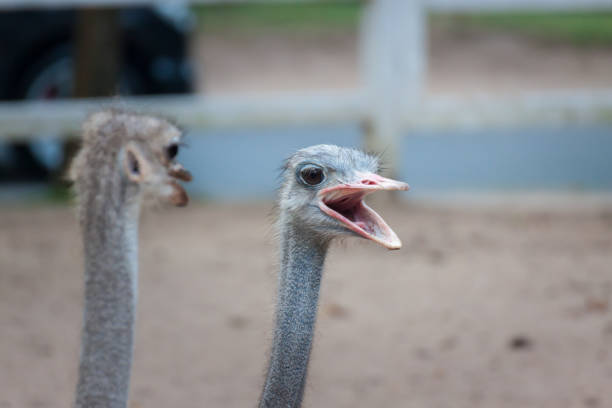 ostrich bird head and neck front portrait in the park.