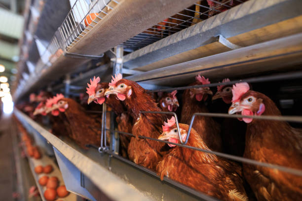 istock Factory chicken egg production. Red chickens are seated in special cages. Linear perspective. Agribusiness company. Concept theme: agribusiness, production of food. 951200118