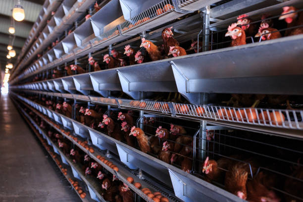 istock Factory chicken egg production. Red chickens are seated in special cages. Linear perspective. Agribusiness company. Concept theme: agribusiness, production of food. 951200124