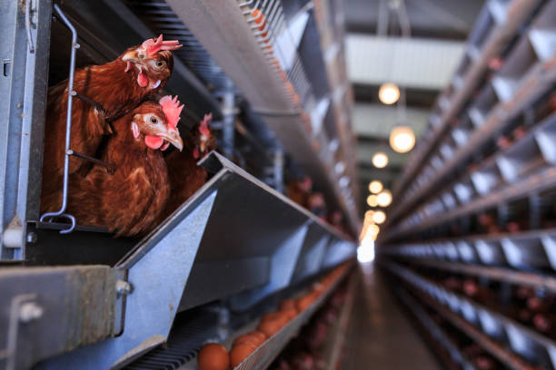 istock Factory chicken egg production. Red chickens are seated in special cages. Linear perspective. Agribusiness company. Concept theme: agribusiness, production of food. 951200158