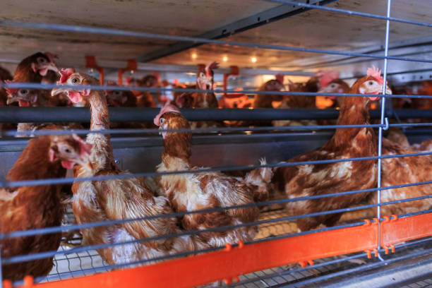 istock Factory chicken egg production. Red chickens are seated in special cages. Linear perspective. Agribusiness company. Concept theme: agribusiness, production of food. 951200176